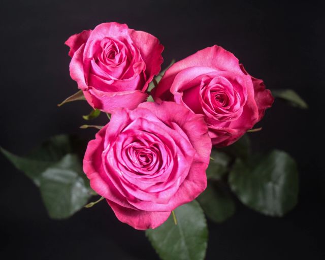 Fresh cut roses from Ecuador Origin Ecuador Seasonality Summer Grade Export grade Packaging As needed Freshness Level Export Grade - Image 3