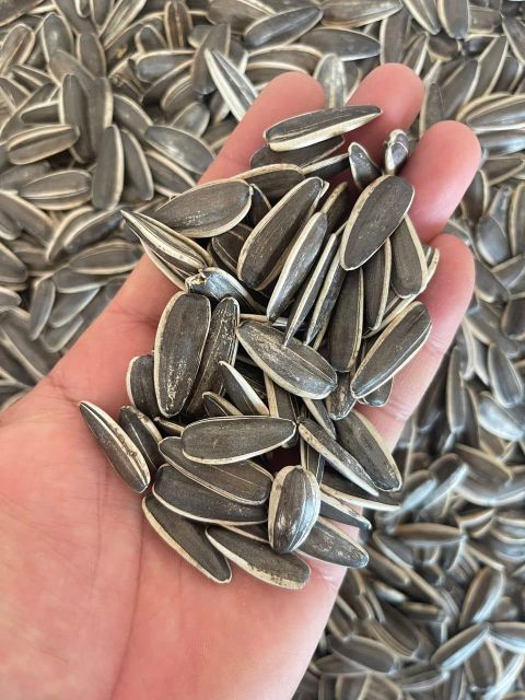 Sunflower Seed - Image 1