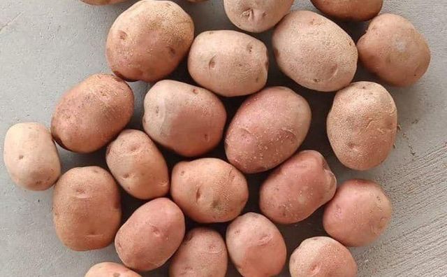 Lady Rosetta Potato (LR Potato) - Image 1