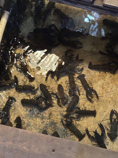 Red claw crayfish Origin Indonesia Price M ($65), L ($100) Size Range M (4-6 Inch), L (8-10 - Image 3