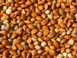 Premium Red Millet (Ragi / Finger Millet) Grade A Type Lentil Flavor Earthy Color Reddish-brown Shelf Life Excellent Gluten Status Gluten-free - Image 1