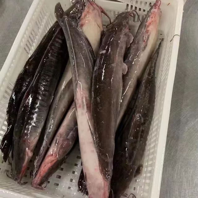 Frozen Whole Catfish in Bulk,Frozen Farmed Catfish.Frozen Catfish Exporters (1-2 kg Wholesale).Premium Quality Frozen Whole Catfish for the African Market - Image 5