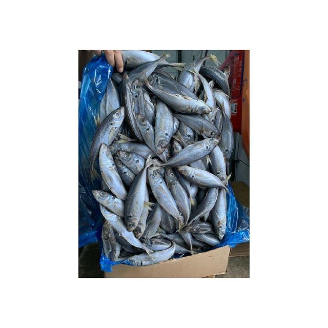 Wholesale Frozen Pacific Mackerel bulk cartons export ready fish for supermarkets - Image 4