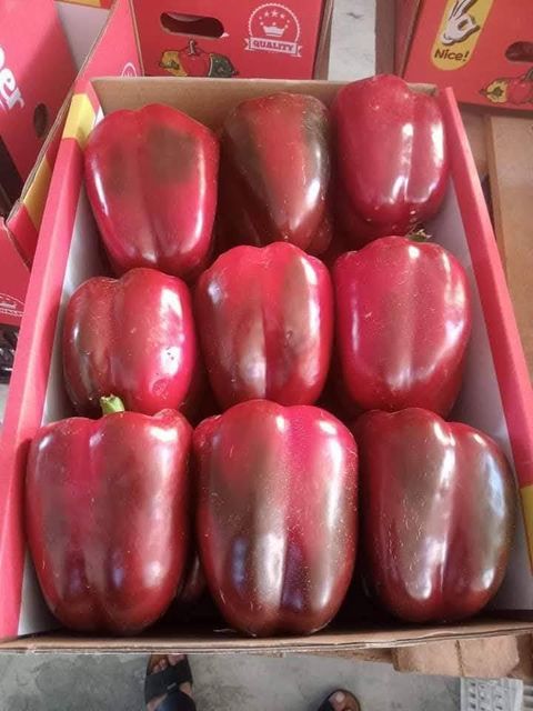 Egyptian Bell Peppers - Image 2
