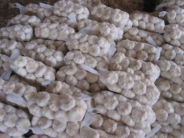 Fresh Garlic - Image 1