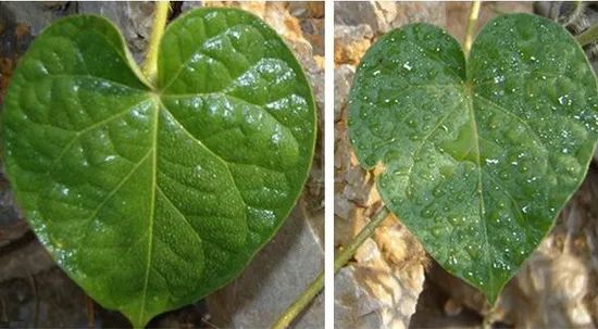 Hydrolysis-Stable Silicone Spreader – Long-Lasting Effect for Insecticides & Fungicides - Image 4