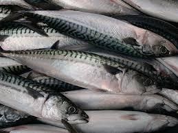 Fresh Atlantic Salmon Price / Premium Quality Atlantic Salmon Fish Fillet/ Mackerel fish - Image 3