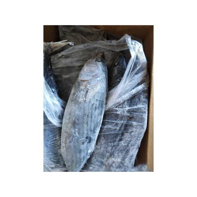 Wholesale frozen bonito fish bulk supply low price high quality ocean fish - Image 3