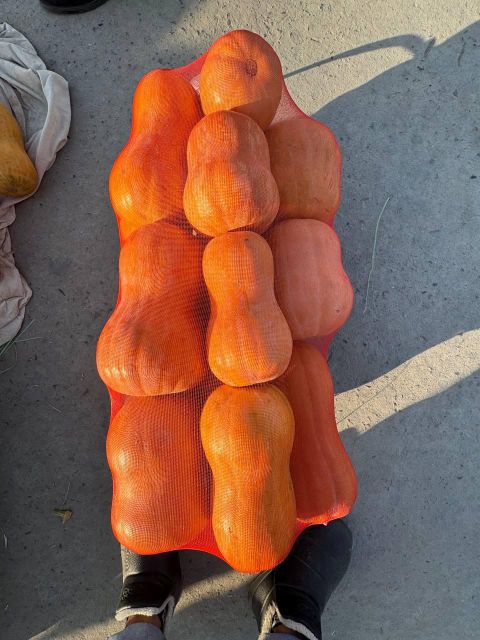 dried pumpkin cube Form Cube Type dried Size 10*10mm Texture Cubed Origin Uzbekistan Address Uzbekistan Flavor Sweet And Earthy - Image 3