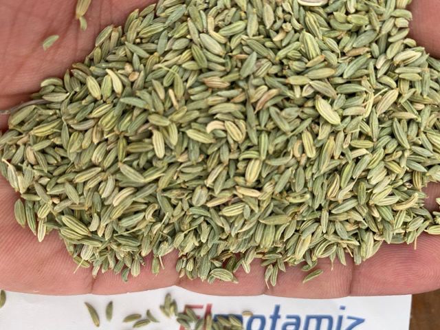 Egyptian Fennel Seeds – Premium Export Quality | Whole Cleaned Fennel Seeds Bulk Supplier - Image 1