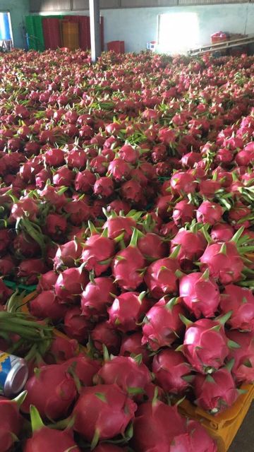 High Nutrition Tropical Fruits Sweet Taste Low Fats Rich in antioxidants Red Dragon Fruits Yellow Dragon Fruits - Image 3