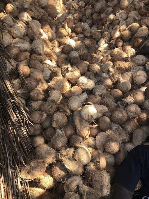 Semi Husk Coconuts Purity High Size 500G To 800G Packaging PP Bags Taste Natural Taste Appearance Semi Husked Shelf Life Long Shelf Life - Image 1