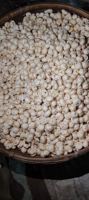 Makhana Product Type Lotus Seeds Harvest Method Handpicked Origin Bihar, Darbhanga - Image 1