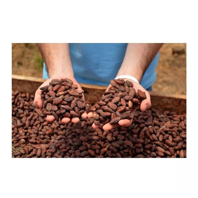bulk cocoa beans for chocolate manufacturers bakeries and confectionery businesses premium dried cacao beans perfect for cocoa powder cocoa butter and dark chocolate production - Image 5