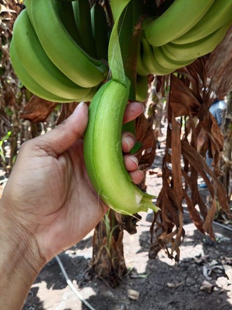 Cavendish Banana - Image 6