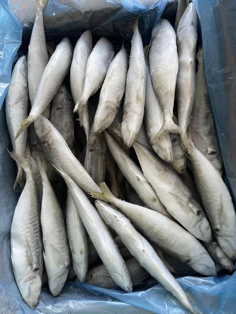 Frozen Mackerel Scad Origin South Africa Length_range 20–35 Cm Moisture_content ≤ 80% Container_load Approx. 25 Mt Storage_conditions -18°c Or - Image 1