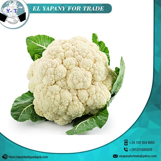 Egypt Quality Fresh Cauliflower Style Fresh Weight (kg) 1.5 Certification BV Place of Origin Egypt Cultivation Type - Image 4