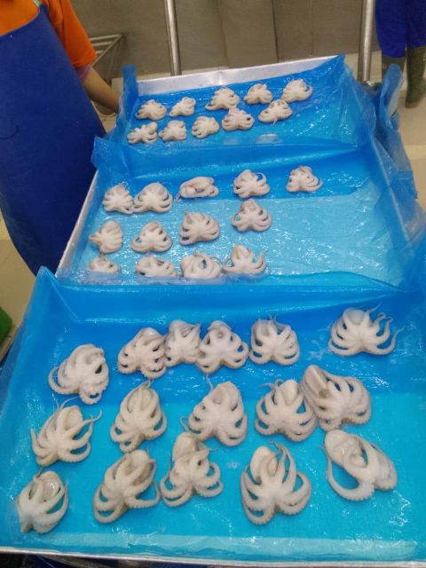 Frozen Baby Octopus Whole Cleand Premium Quality - Image 3