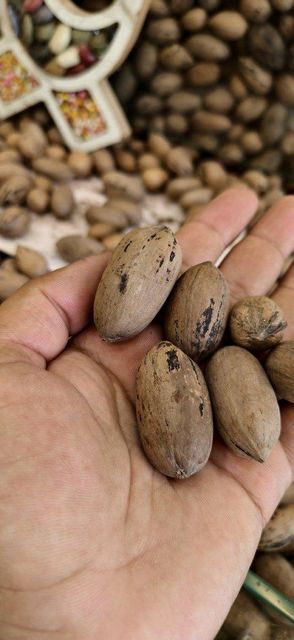 Pecan Nut - Image 2