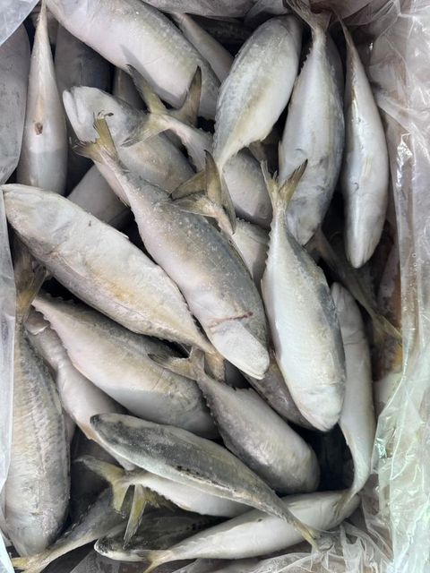 mackerel fish - Image 1