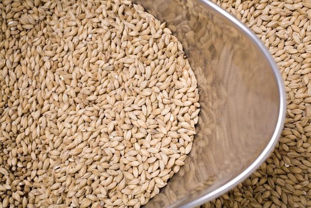 Top Grade Malt Barley Wholesale Stock Available At Competitive Factory Price - Image 3