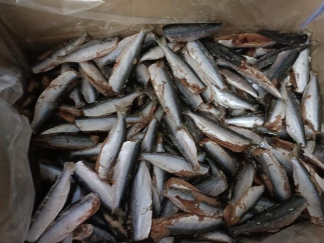 Frozen Sardine - Image 1