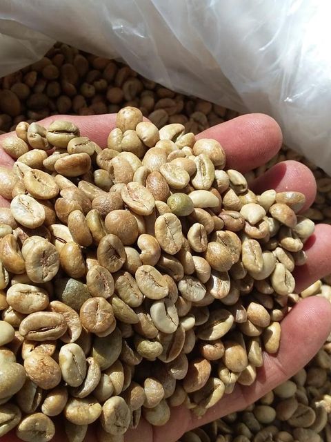Coffee Beans Grade 1 Comercial - Image 3