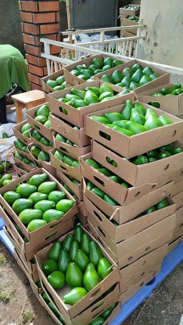 Fresh Avocado Made in Vietnam for Export With the Best Price Standard High Tropical Fruit New 2025 - Image 4