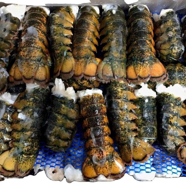 Premium Live Lobsters Fresh Sweet Meat Top Quality Seafood Handpicked for Restaurants Hotels Catering and Export Buyers - Image 3