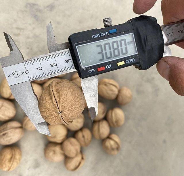 Premium Natural Shelled Walnuts For Global Food Processing Industry Bulk Supply Fresh Walnuts Rich Taste And Uniform Size - Image 5
