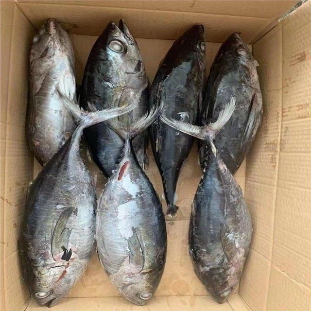 Low-Fat Nutritious Seafood IQF Frozen Yellowfin Tuna Loin Wild-Caught a Grade with - Image 4