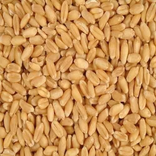 Hard Wheat Grains Grade A, Wholesale Bulk Supply, Cheap and High Quality - Image 5