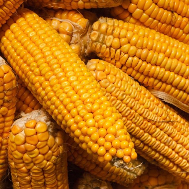 Organic Field Cultivated White/Yellow Maize Supplied With Natural Quality Packing For International Food Ingredient - Image 4