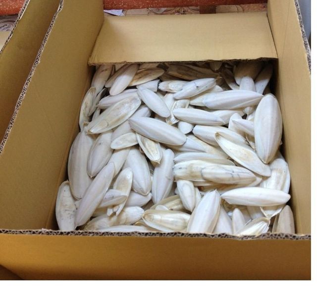 Vietnam Natural Dried Cuttlefish Bone Squid Aquarium Bulk Wholesale Supply - Image 2