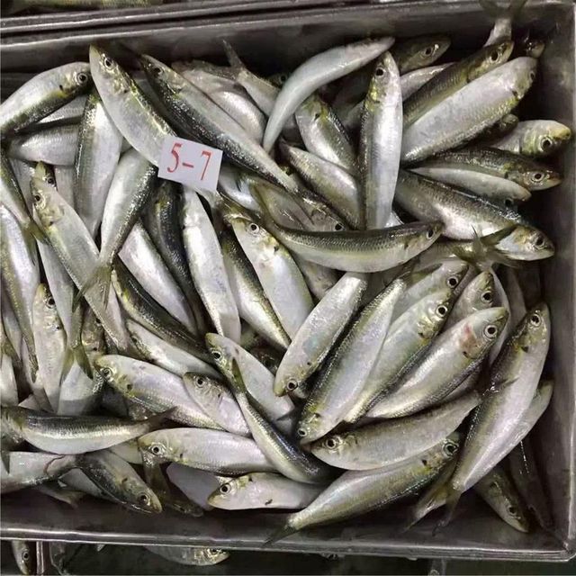 Frozen Sardine Fish Export Ready Selection With Uniform Size And Clean Handling For Diverse Market Demand - Image 3