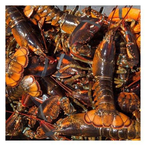 Frozen Rock Lobster / Frozen Lobster Tail / Fresh Live Lobster. - Image 4