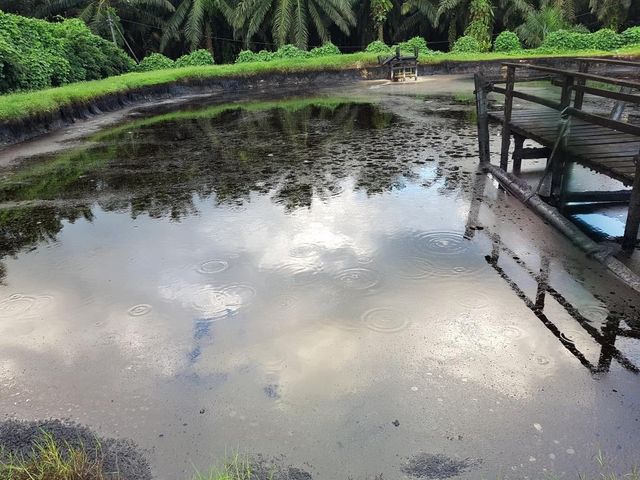 Palm Acid Oil - Image 1
