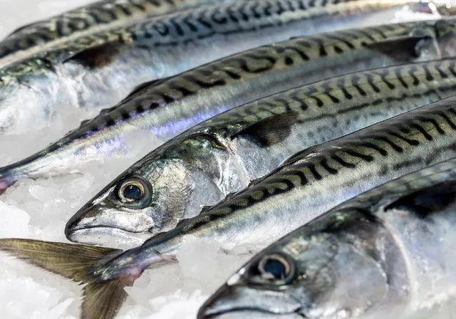 Frozen Pacific Mackerel WR Fish Food Frozen 400 600 - Image 5