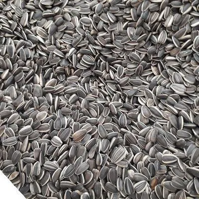 Discount Price Premium Grade Non-GMO Raw Dried Sunflower Seeds Newest Year Crop Bulk - Image 3