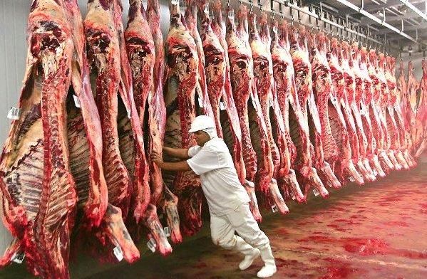 Frozen Meat / Beef Offals / Buffalo Meat, HALAL FROZEN BONELESS CARCASS BEEF SHEEP LAMB MUTTON MEAT FOR EXPORT - Image 3