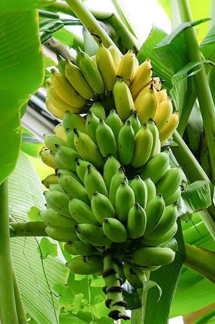 Banana - Image 1