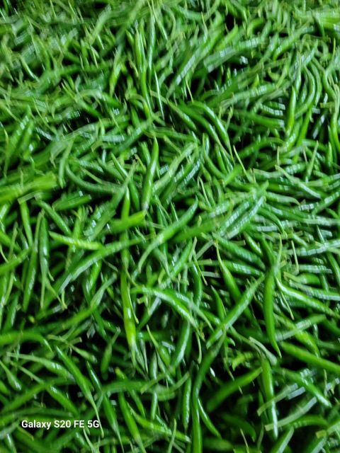Fresh Green Chilli - Image 5