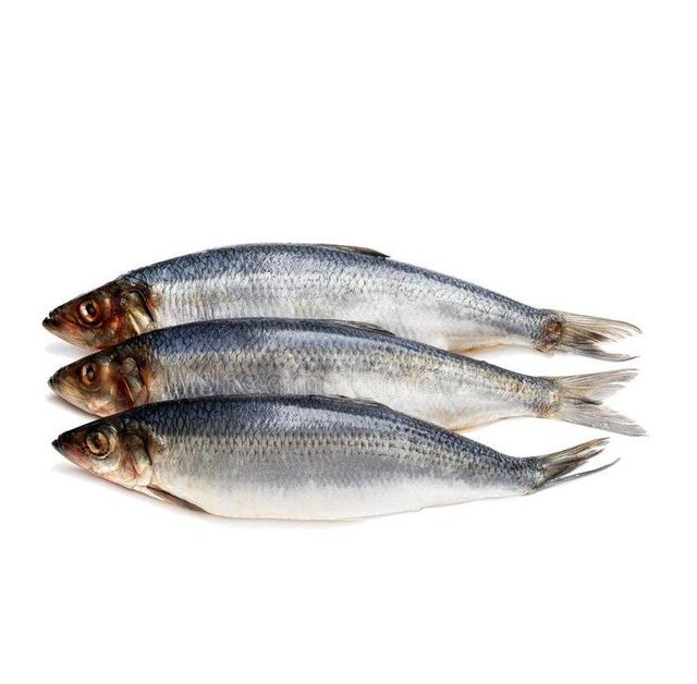 bulk suppliers herrings fish high quality whole round baltic frozen herrings fish - Image 4