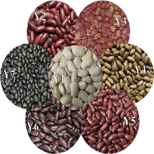 Fresh Black Kidney Beans High Grade Whole Beans Affordable Wholesale & Bulk Supply - Image 3