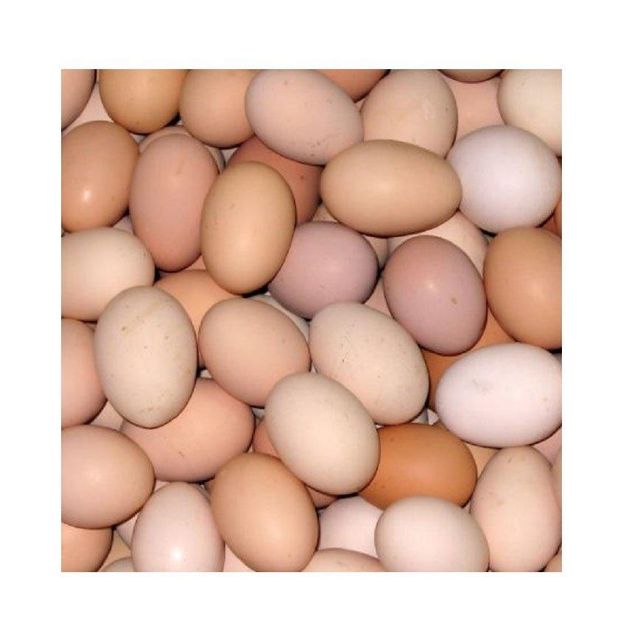 Premium fresh brown eggs offered in wholesale lots for global buyers - Image 2