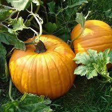 Pumpkins - Image 1