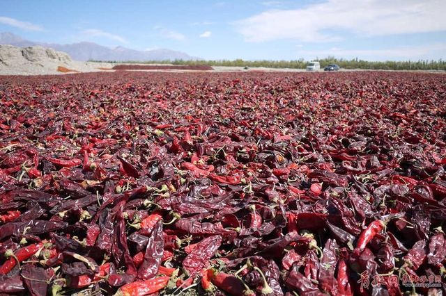 Whole Dried Red Chili Supplier HL 13 Medium spiciness Organic No Chili Type Cayenne Certification HALAL Packaging 10kg/25kg - Image 4