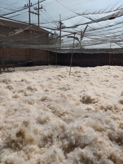 Superfine Quality Kapok Fiber - Image 2