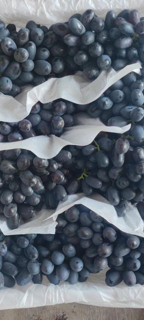 Superior Grade Autumn Royal Seedless Grapes for Sale!! Class 1 quality Black Seedless Grapes from South Africa – product photo 3, product detail gallery