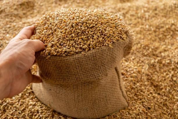 High-Quality Food Grade Wheat — Bulk & Bagged Supply for Milling and Human Consumption - Image 2